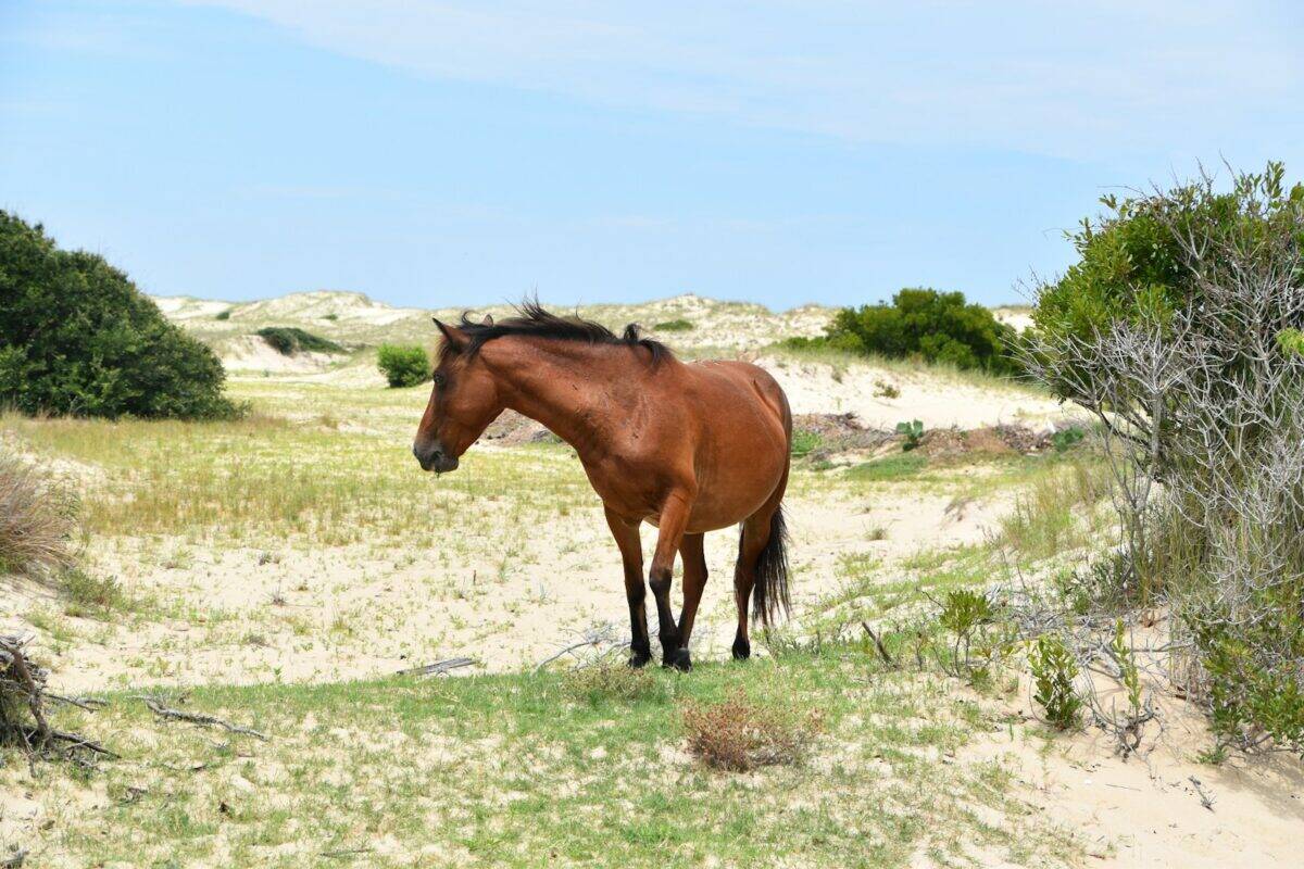 a brown horse standing on top of a grass covered field
