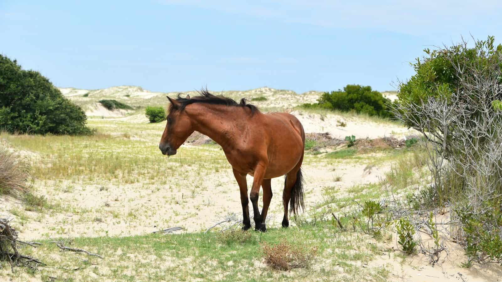 a brown horse standing on top of a grass covered field