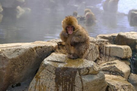 Why Japanese Macaques Love Hot Springs