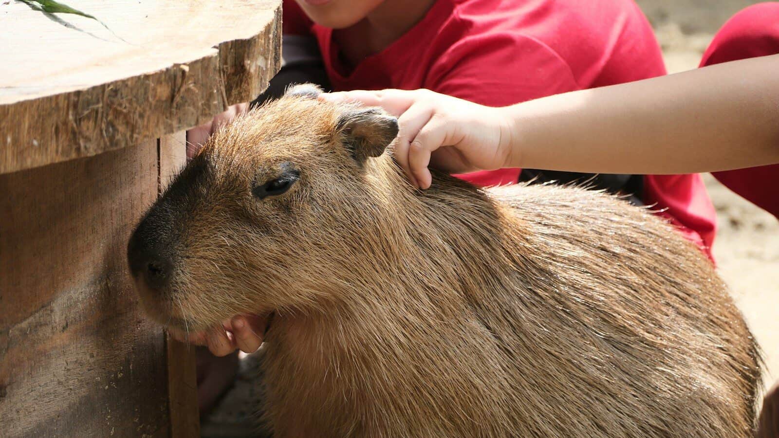 A young boy petting a capybara at a zoo