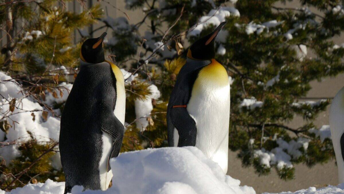 penguins on snow covered ground during daytime