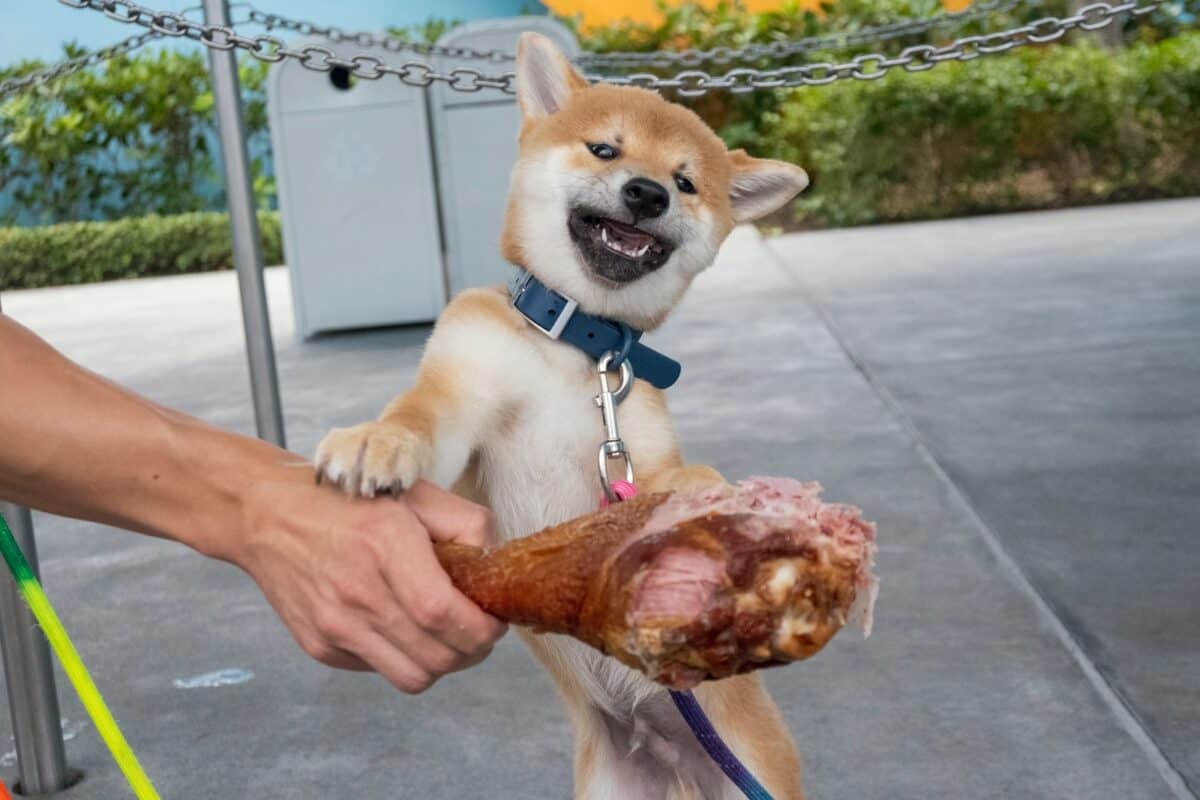 person holding brown short coated dog