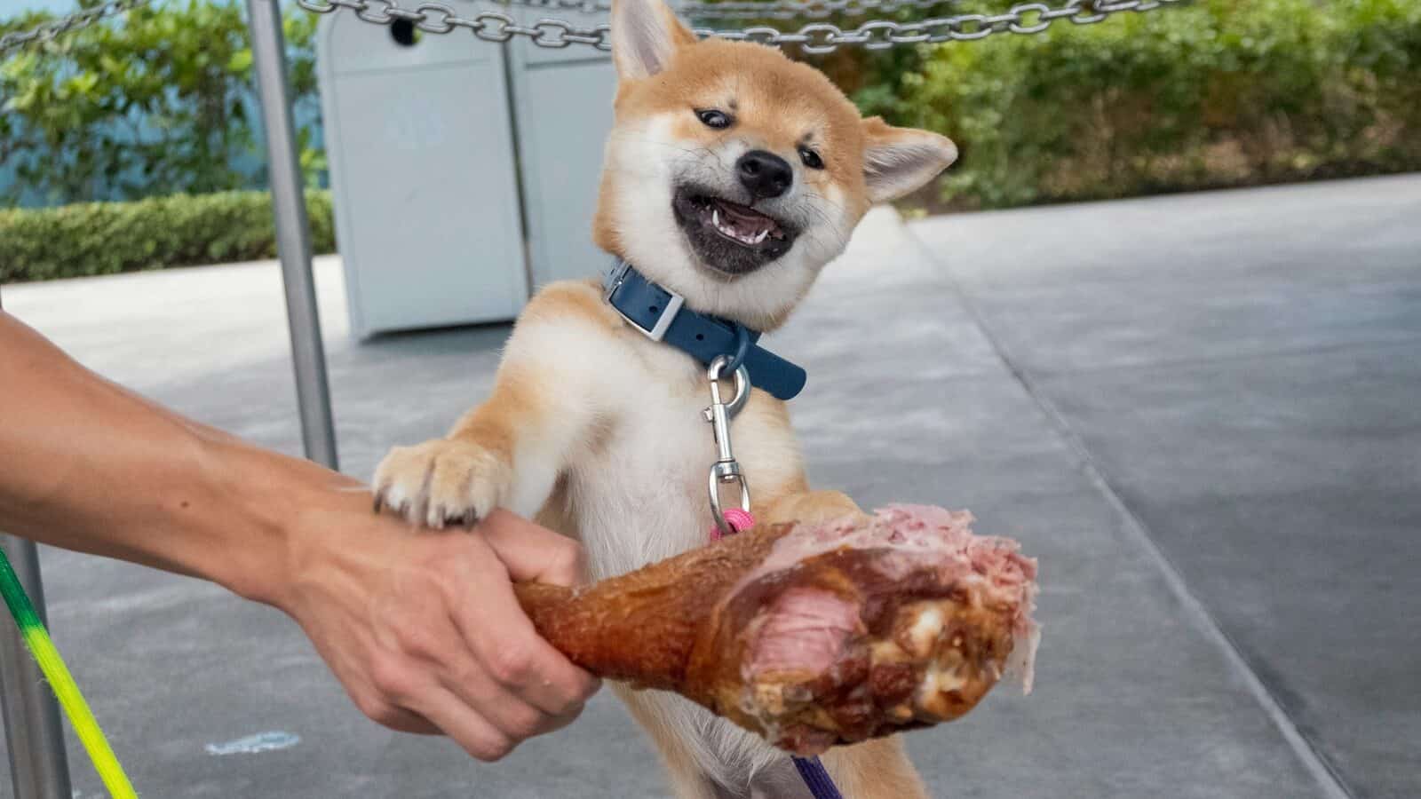 person holding brown short coated dog