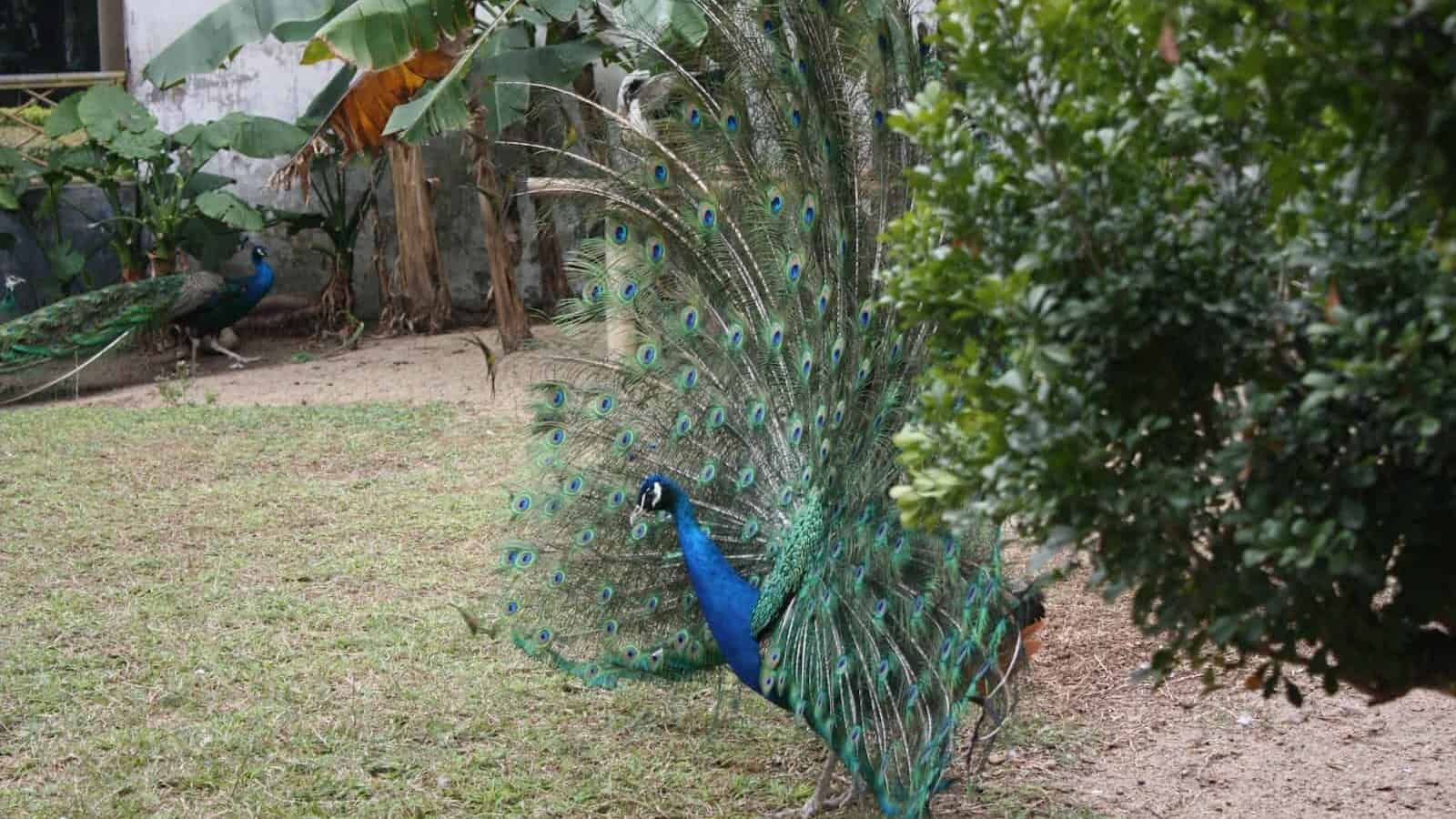 a peacock is standing in the grass near a tree