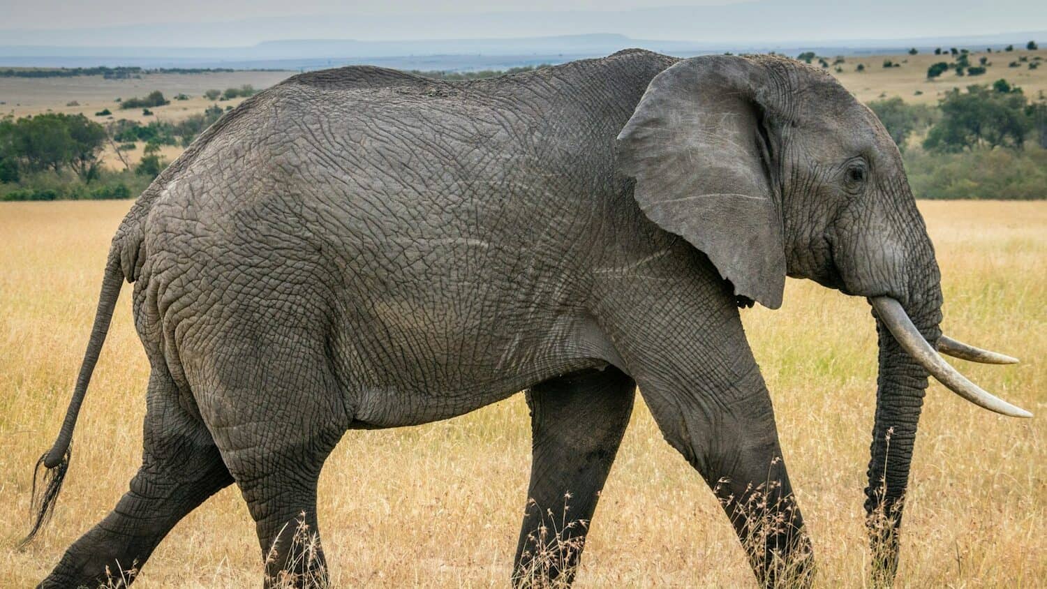 wildlife photography of an elephant