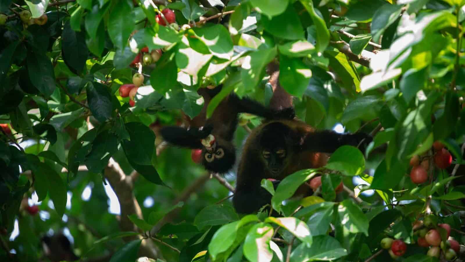 A monkey in a tree with fruit on it
