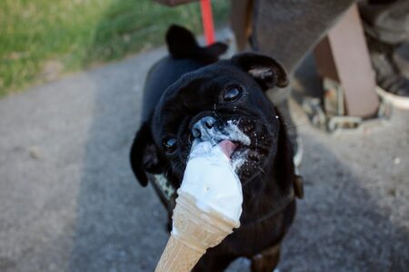 Do Animals Get Brain Freeze? Fun Facts From the Frozen Side
