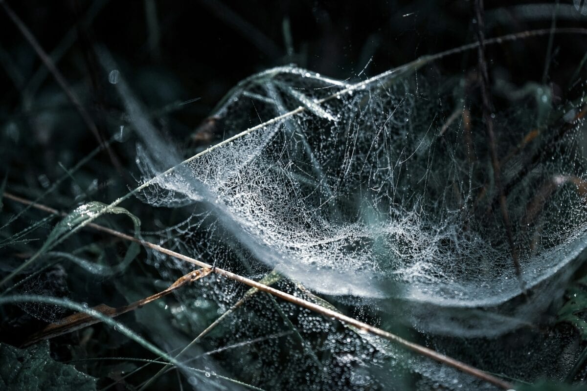 Macro photography of cobweb