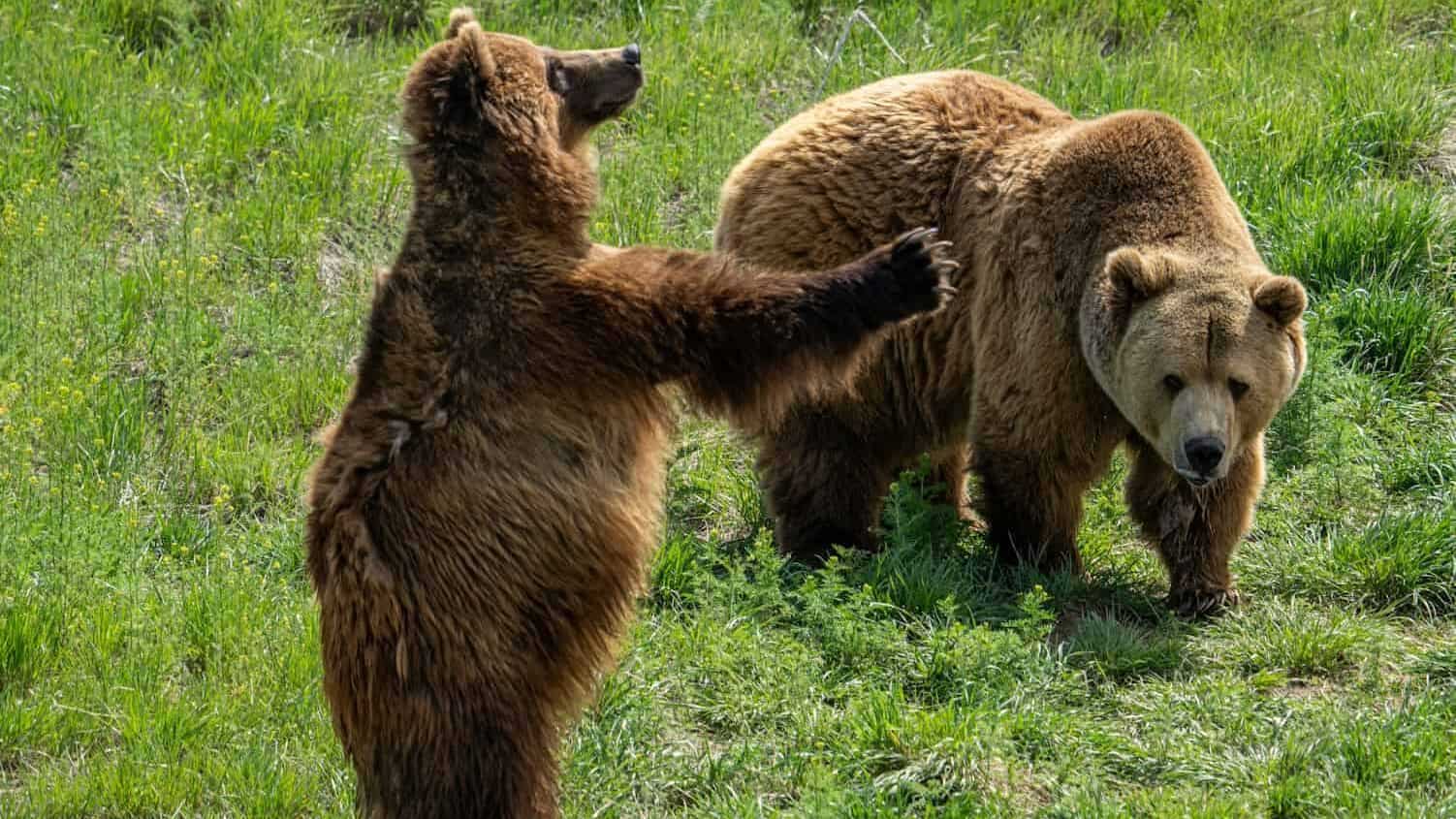 brown bear on green grass field during daytime