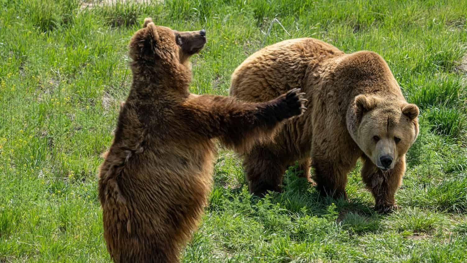 brown bear on green grass field during daytime