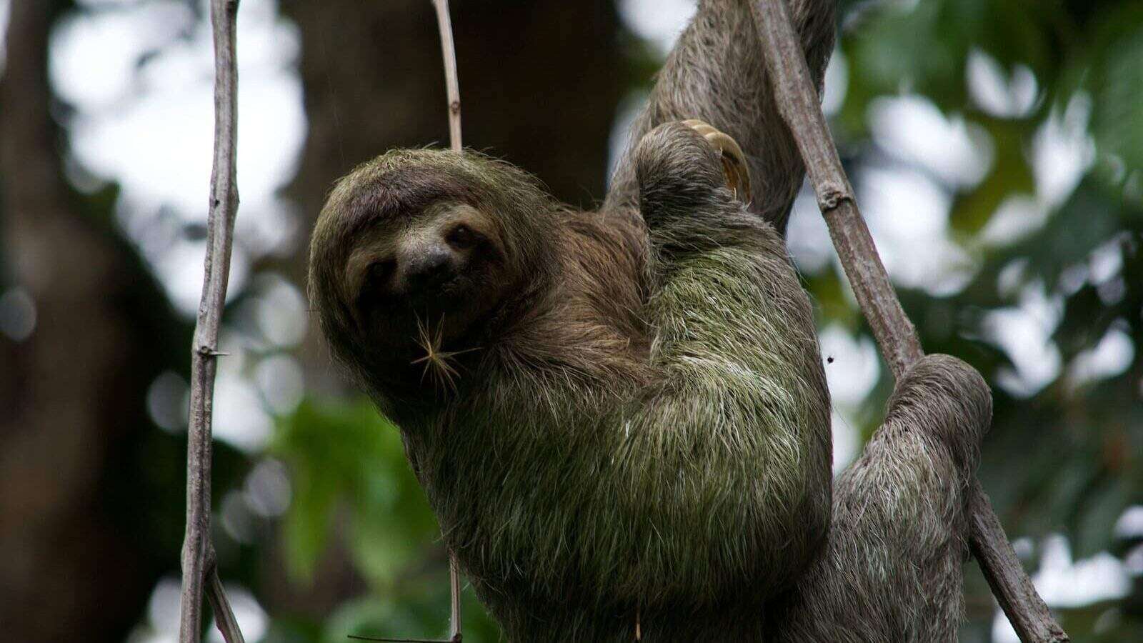gray and brown monkey on tree branch during daytime