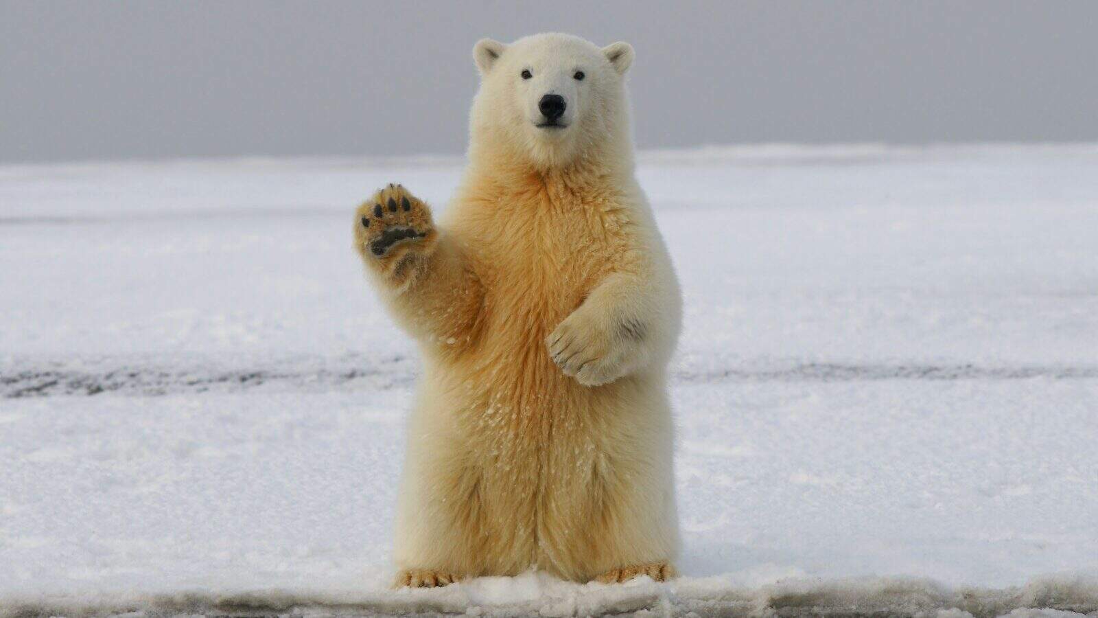 polar bear on snow covered ground during daytime