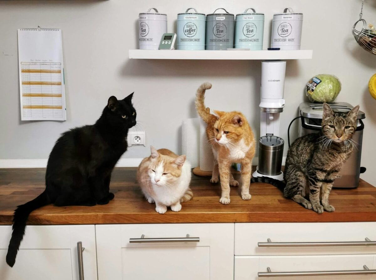 Orange tabby cat on white wooden cabinet