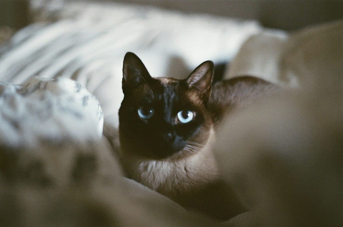 Tonkinese: The Perfect Balance