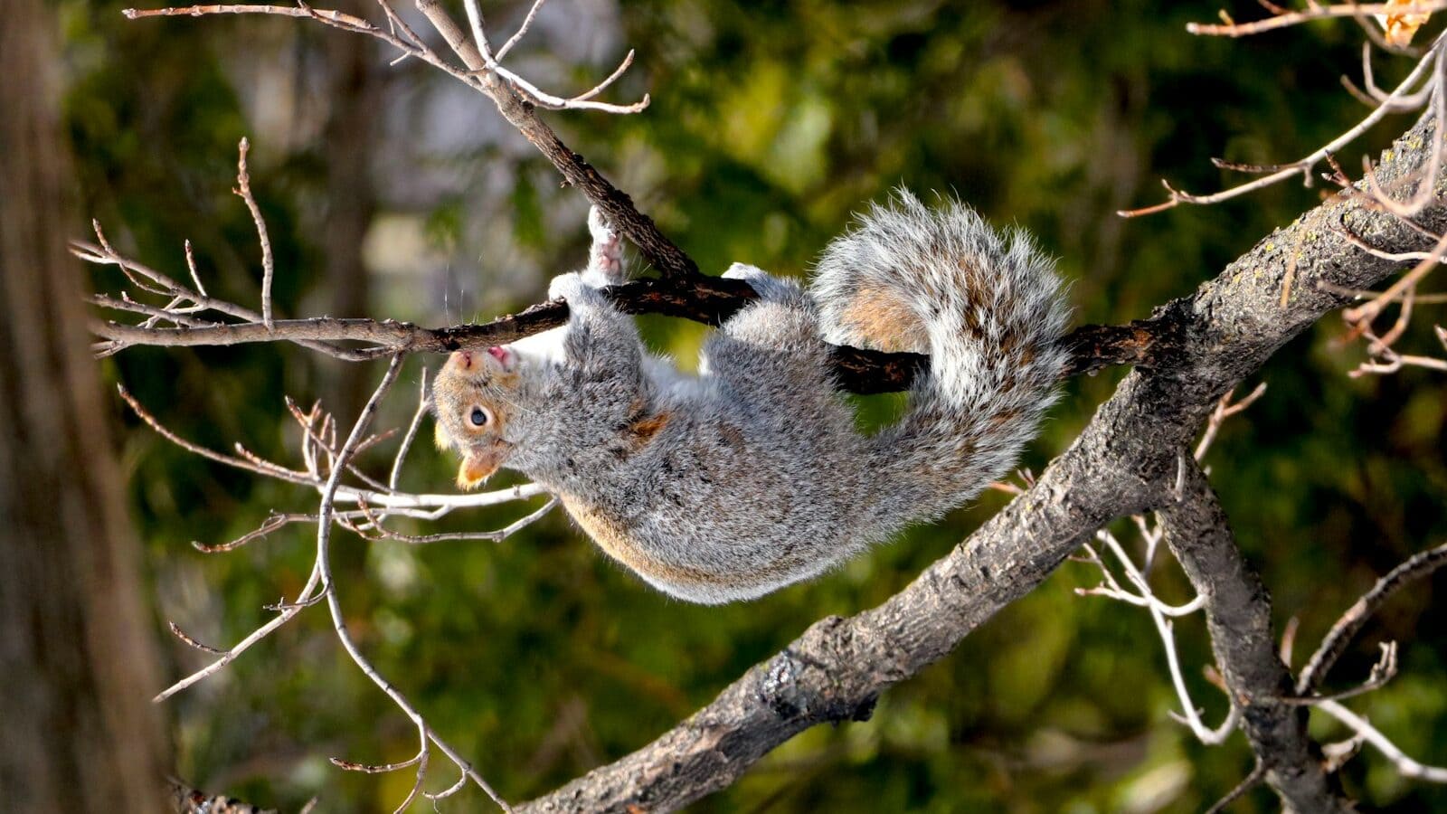 a squirrel is hanging upside down on a tree branch