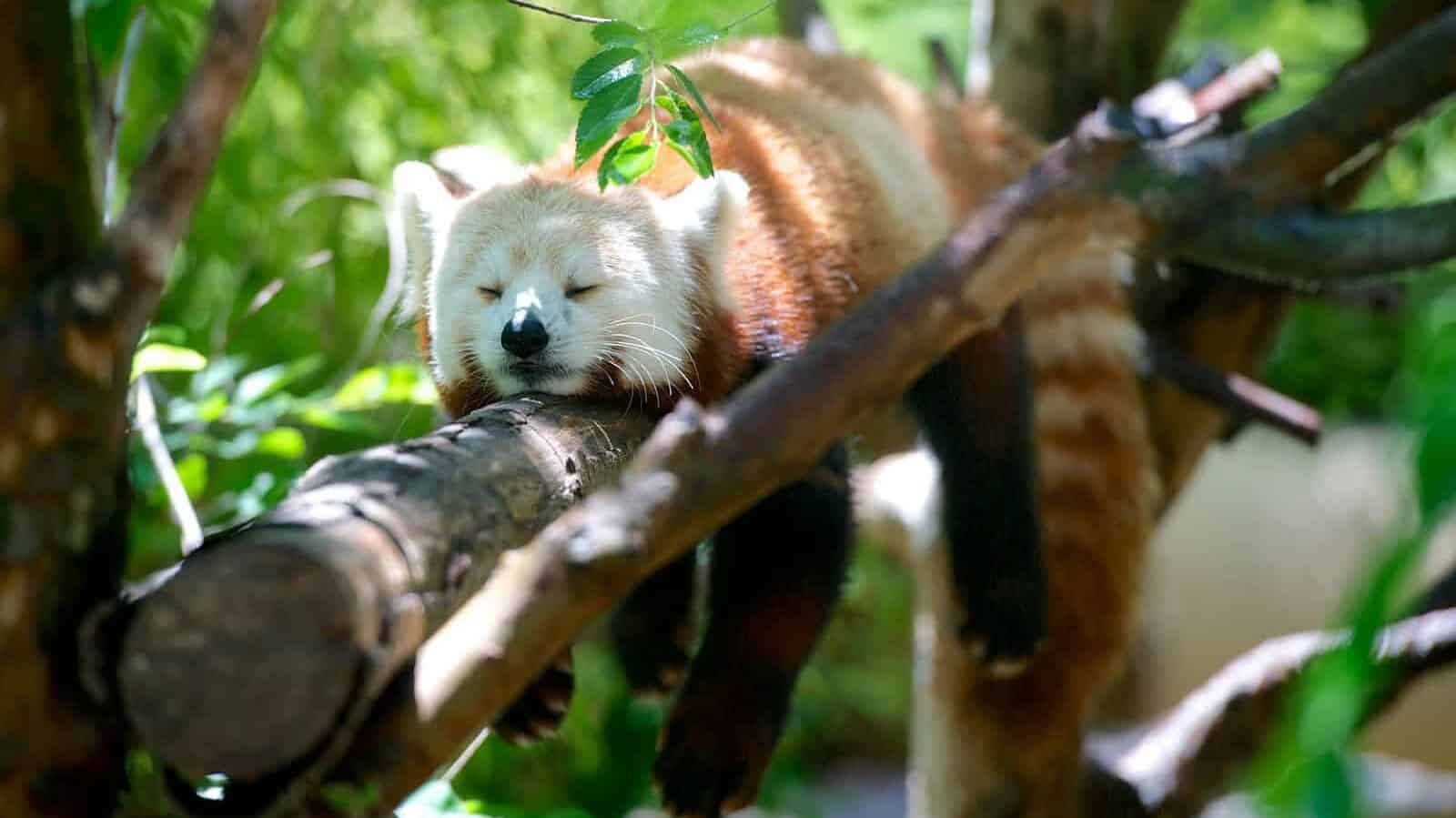 red panda lying on brown tree branch