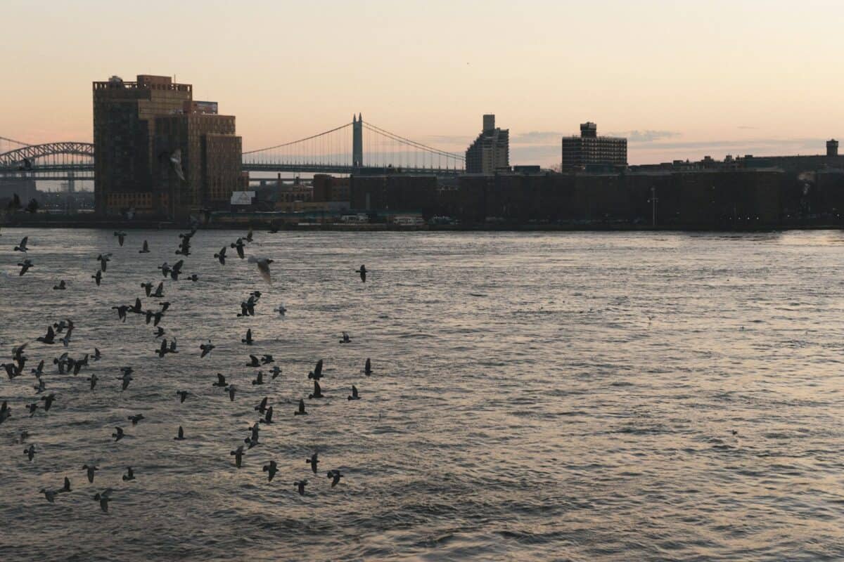Migrating Seabirds in Massive Numbers 