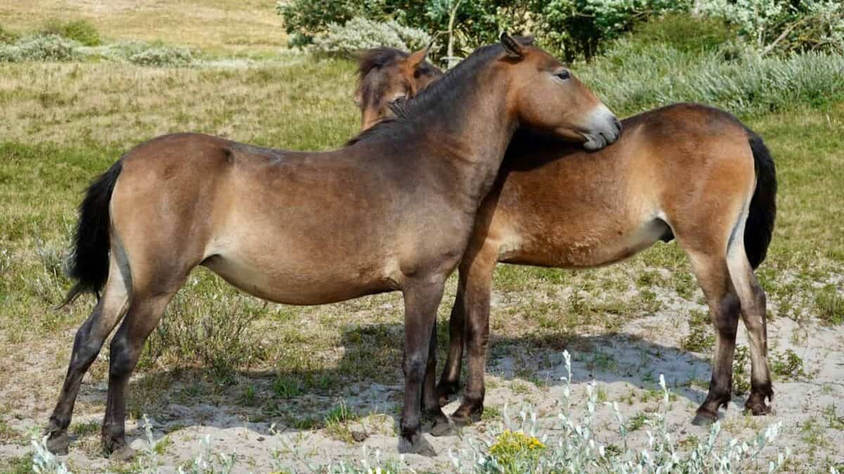 a couple of brown horses standing on top of a grass covered field