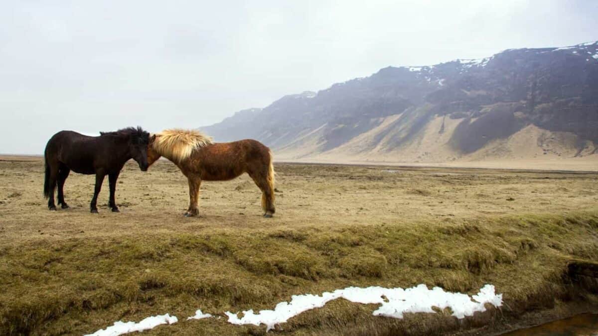 black and brown horses standing on green grass field across mountain