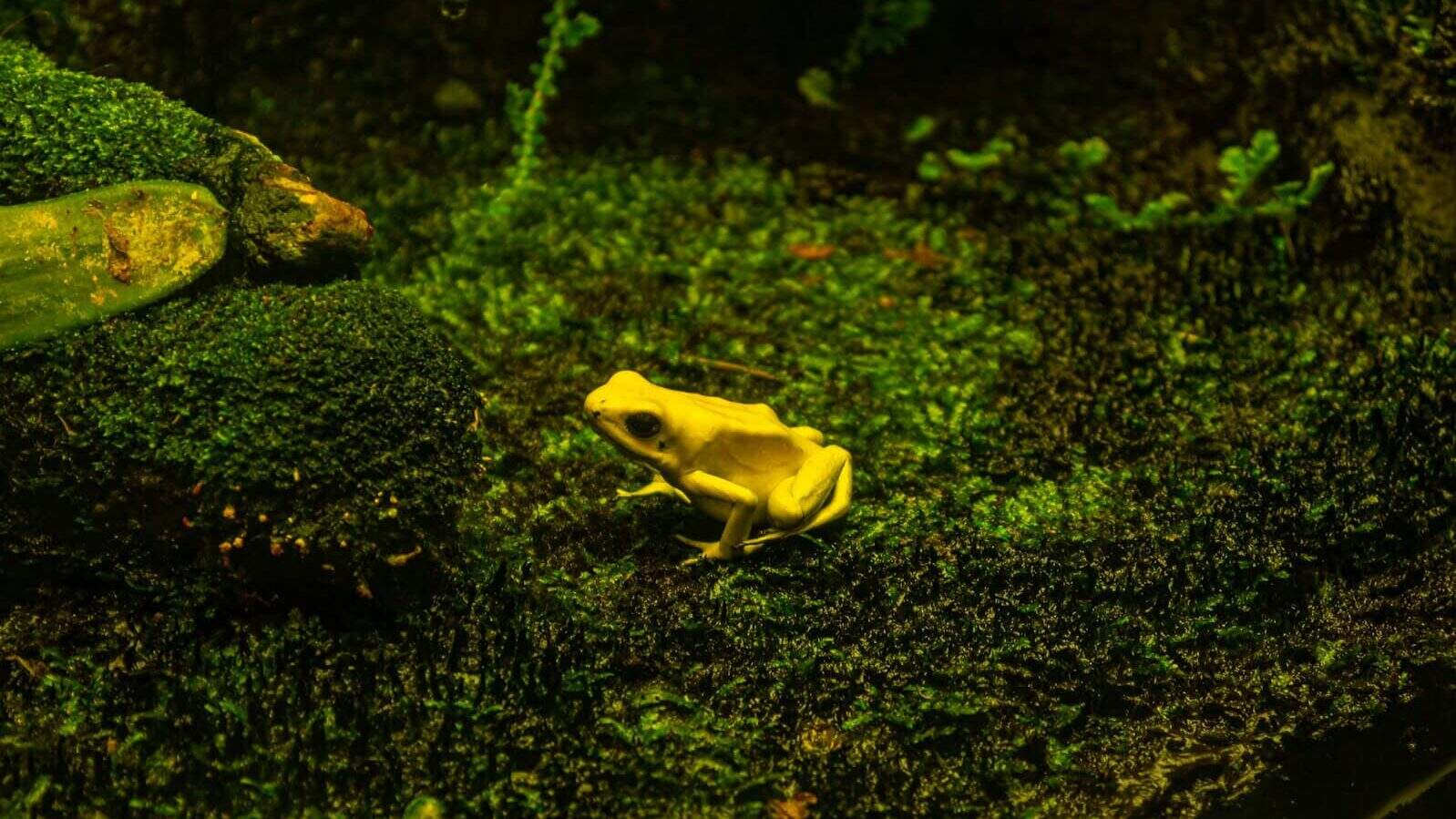 a yellow frog on a mossy rock