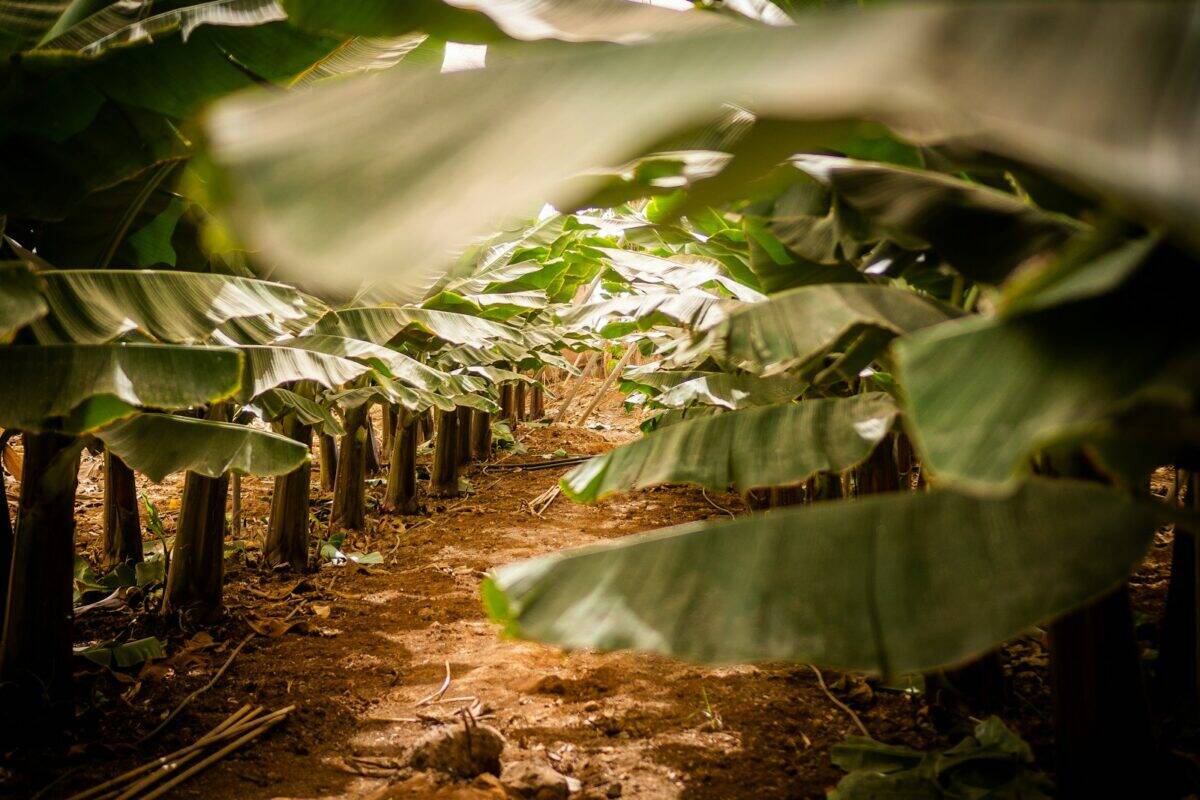 a banana plantation is shown through the leaves of the trees