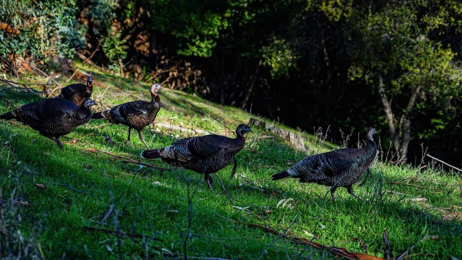 a group of turkeys walking on a grassy hill