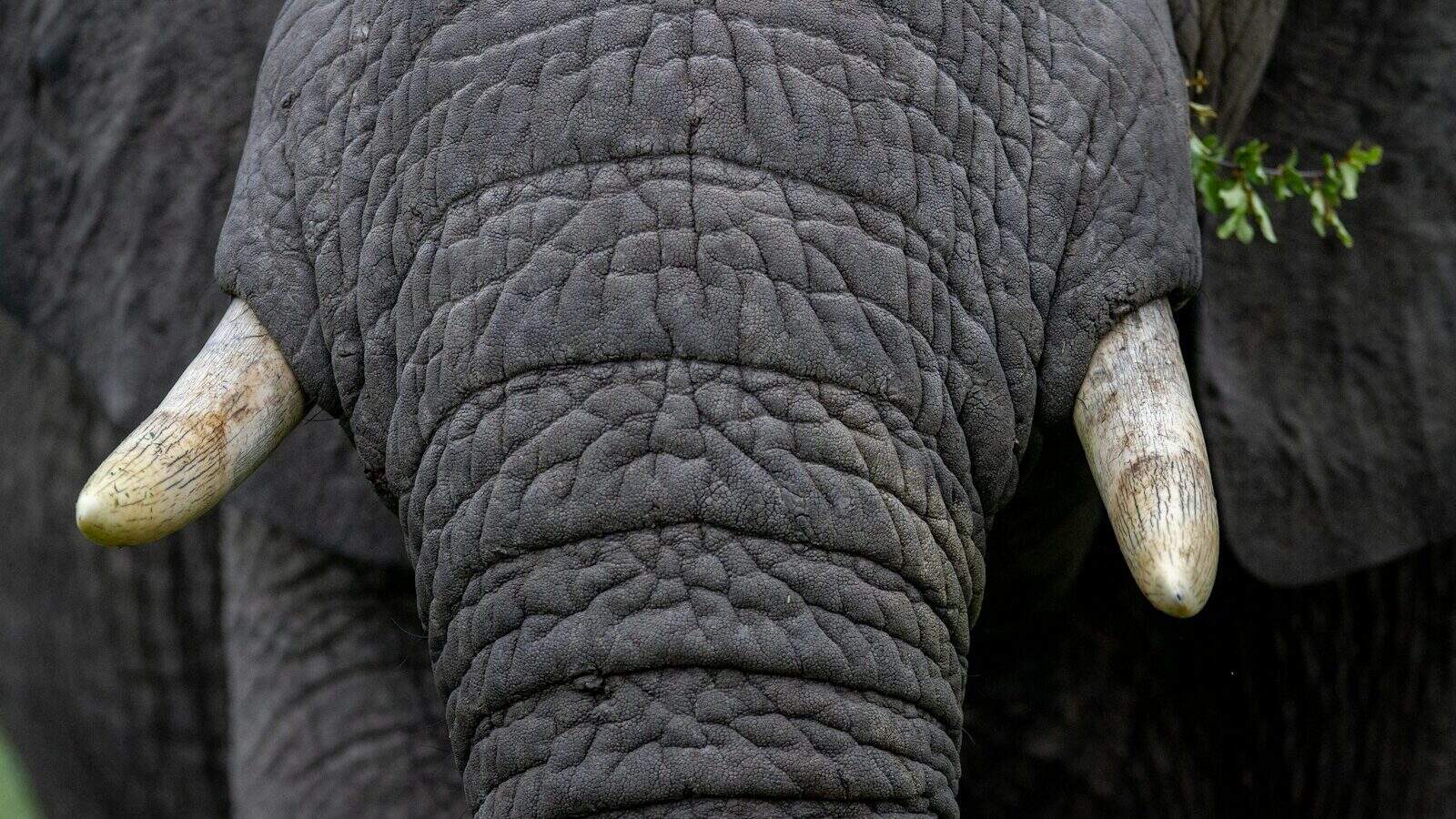 black elephant on brown soil