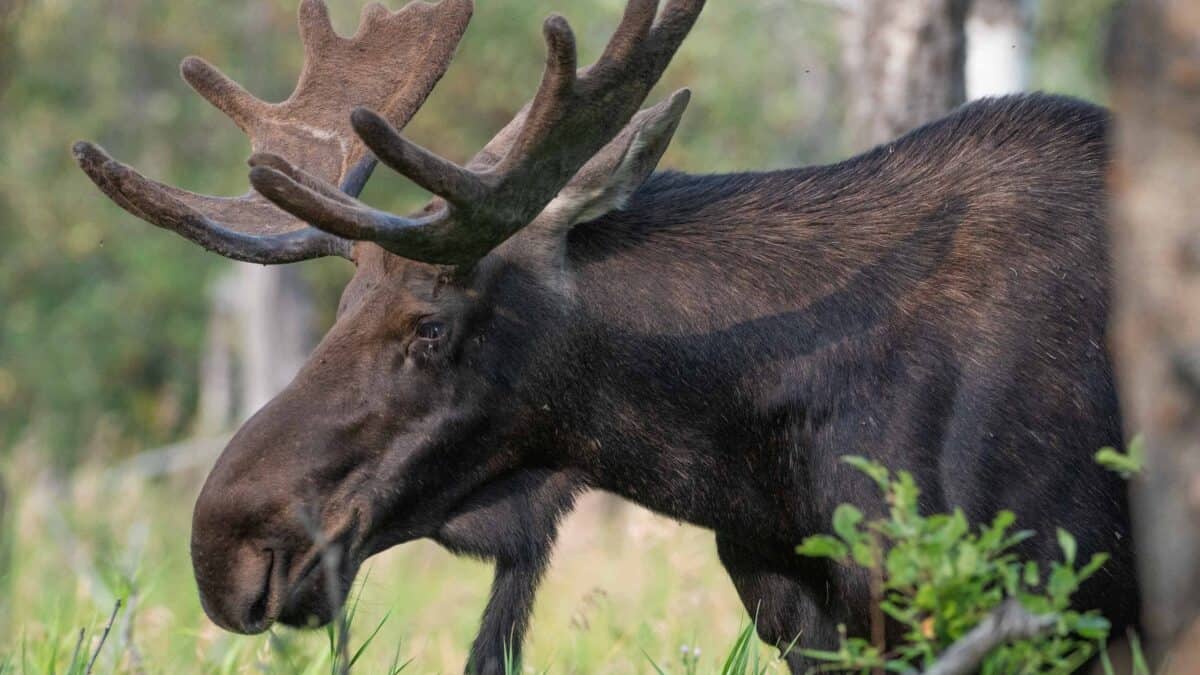 A side view photo of a moose.