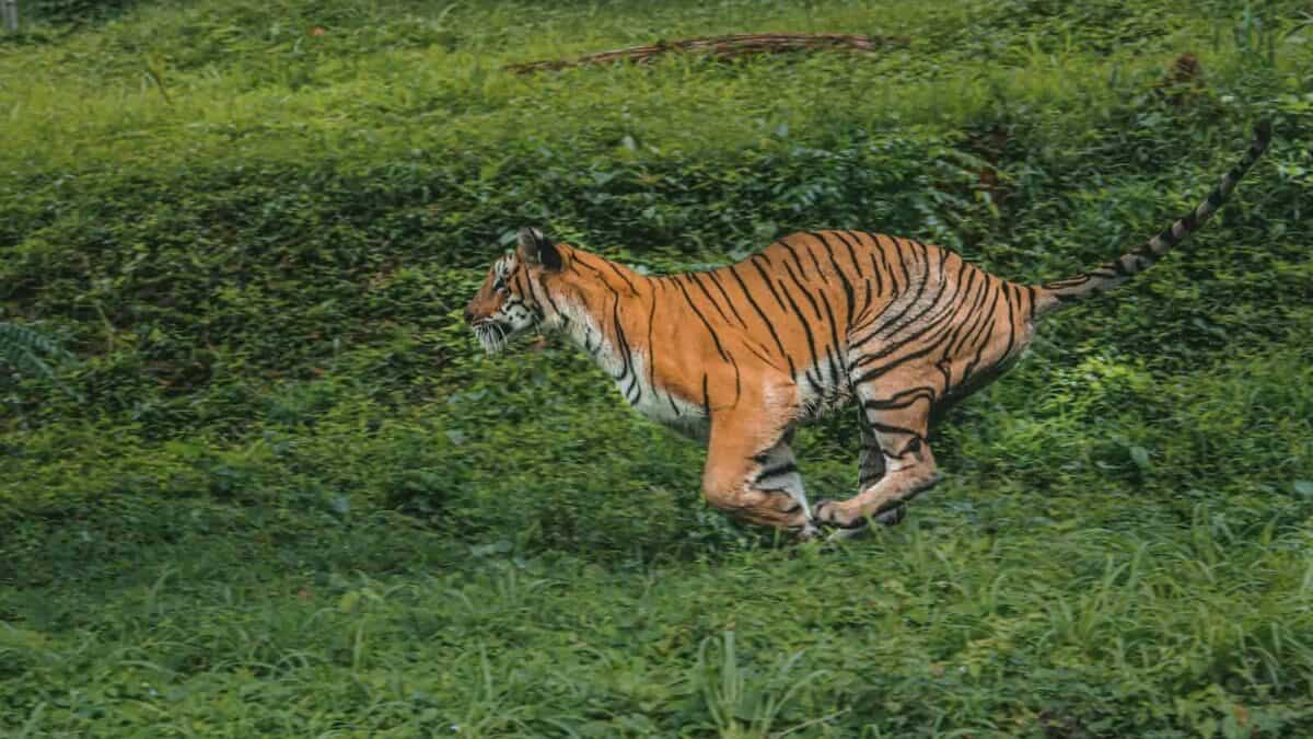 a tiger walking through a lush green field