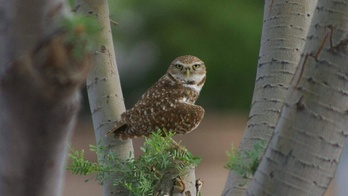 owl leaning sideway perching on twig