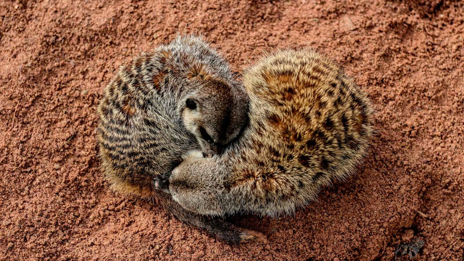 brown and black animal lying on soil