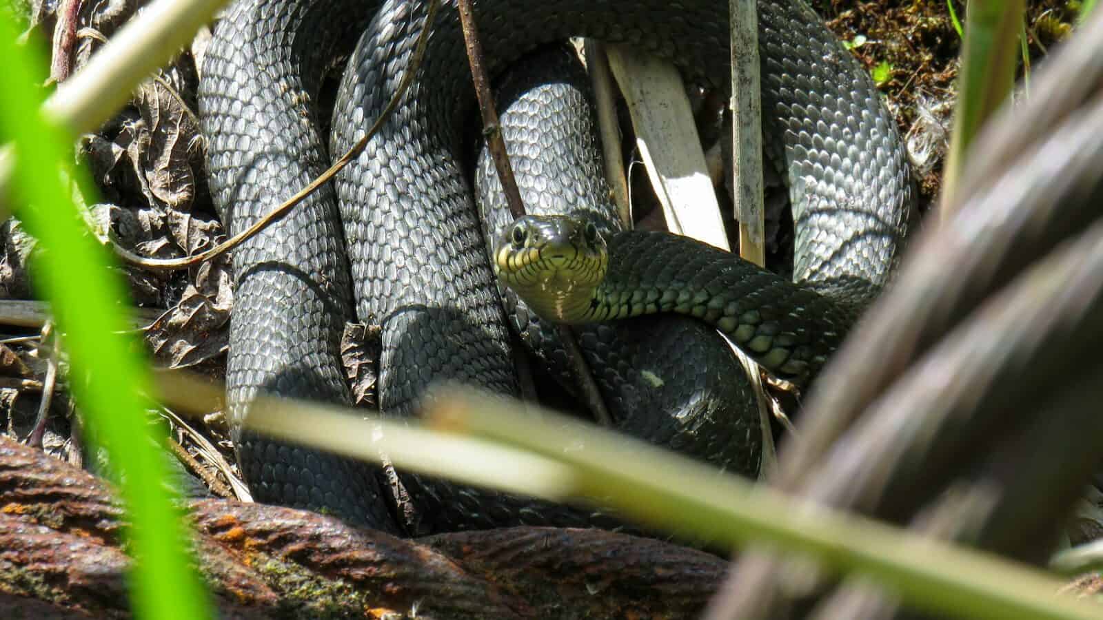 a snake in a tree