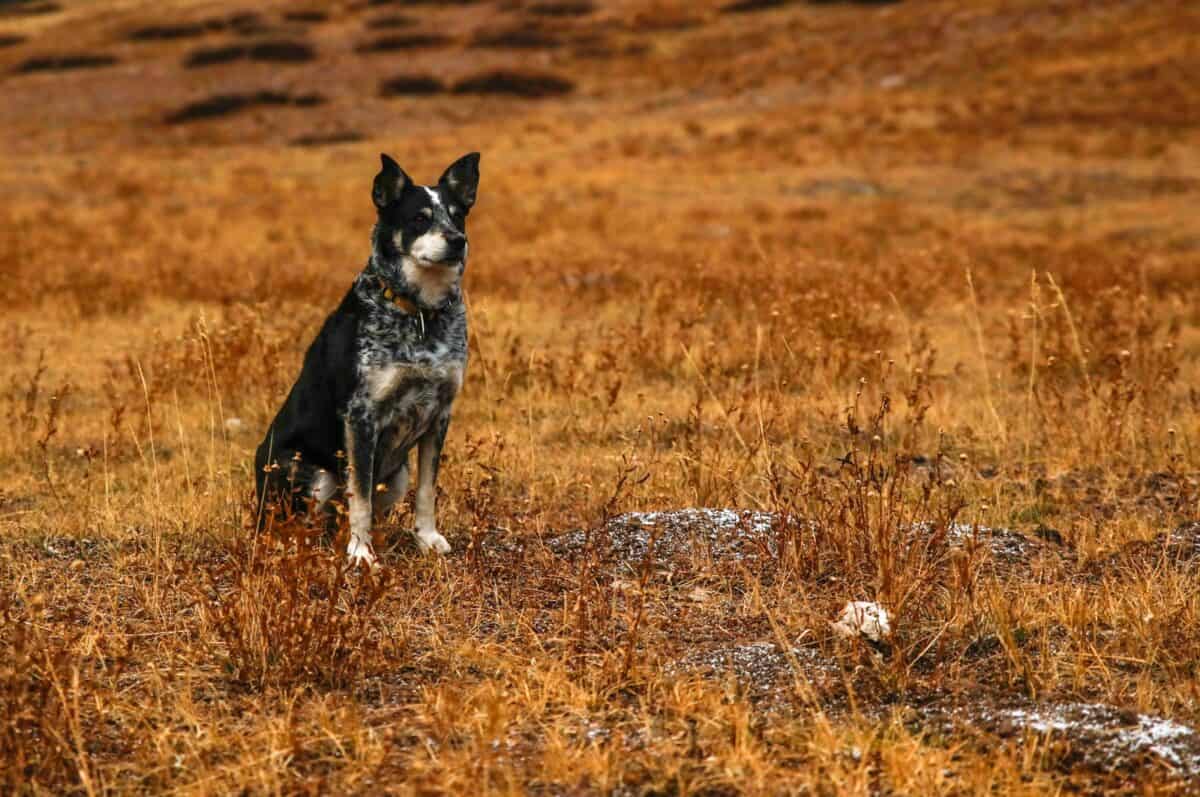 short-coated black dog sitting on grass