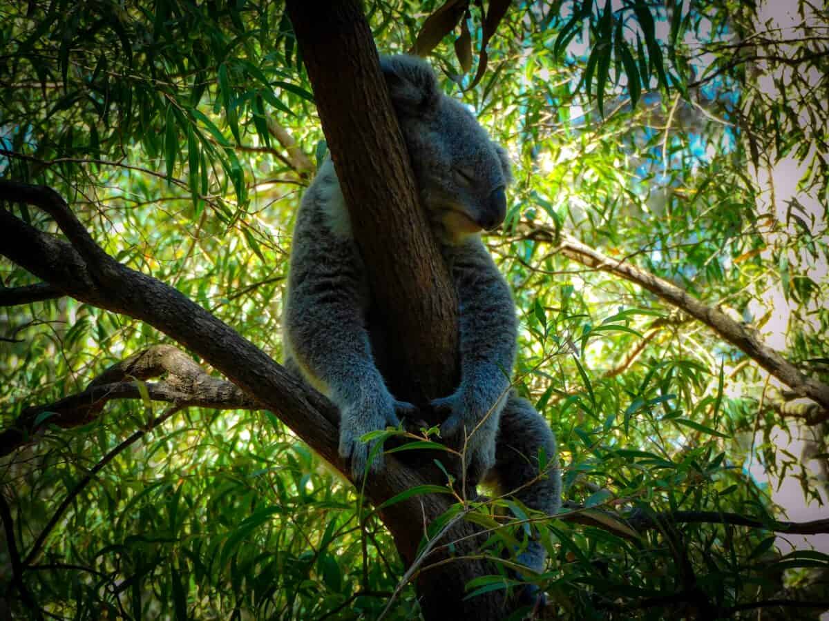 Chemical Composition of Koala Scents