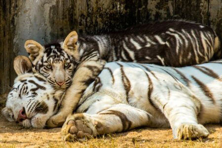 How Tiger Cubs Learn to Hunt From Their Mothers