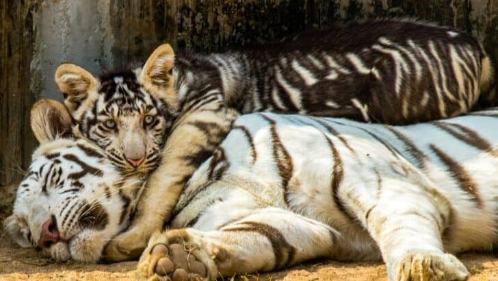 How Tiger Cubs Learn to Hunt From Their Mothers
