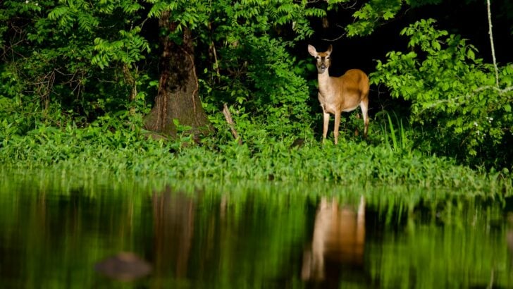 Iconic Wildlife of Michigan&rsquo;s North Woods