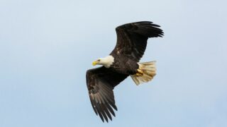 black and white flying bald eagle