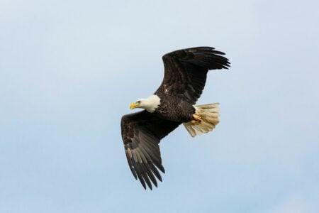 How Eagles Spot Prey From Miles Away