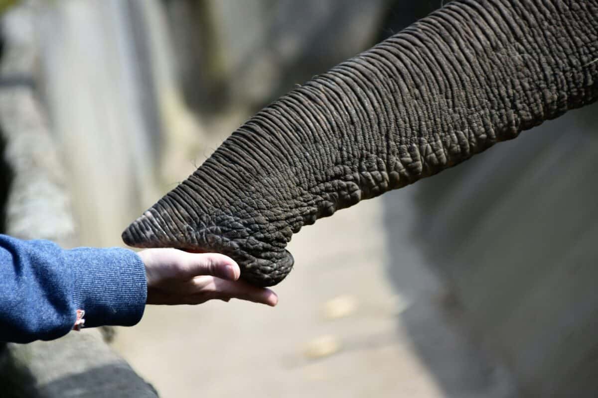 Training the Next Generation of Elephant Caregivers