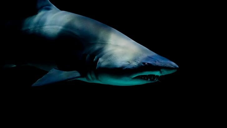 10 Sharks That Are Gentle Giants &mdash; And 7 That Aren&rsquo;t So Friendly
