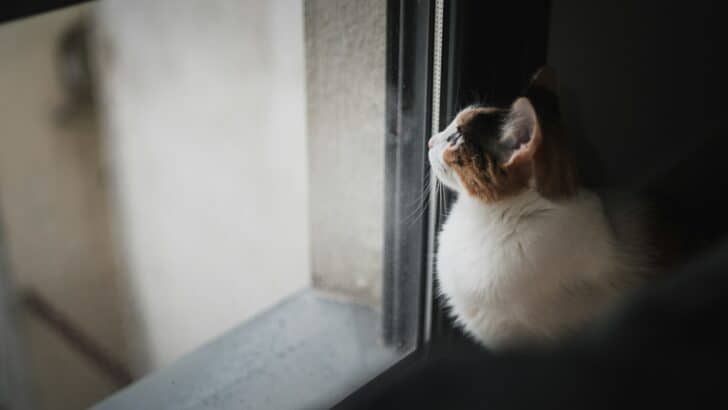 Do Cats Actually Miss You When You&rsquo;re Gone?
