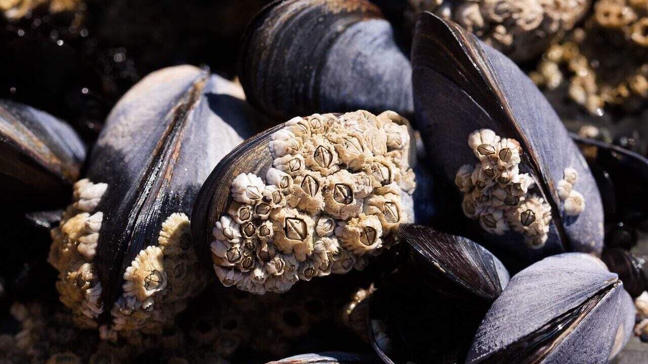 barnacle