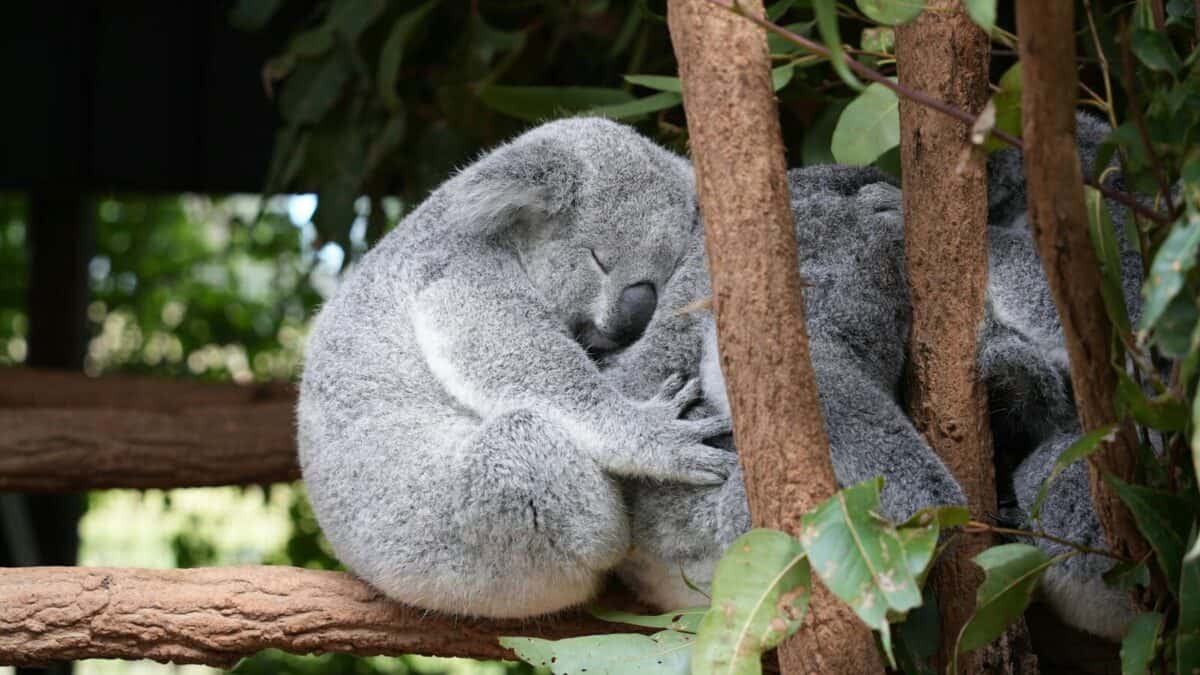 A koala sleeping on top of a tree branch