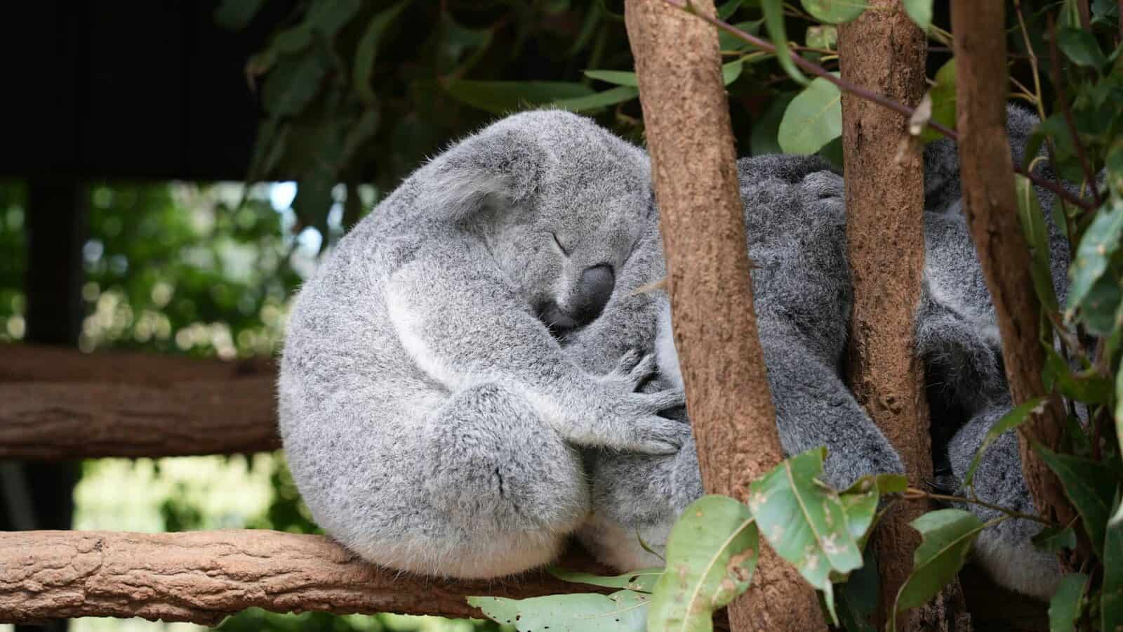A koala sleeping on top of a tree branch