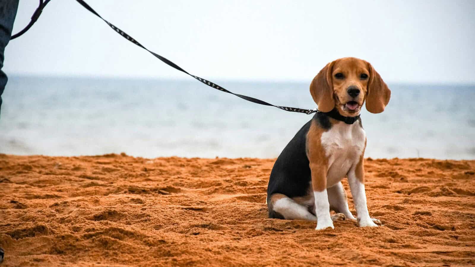 black and tan beagle sitting on sand