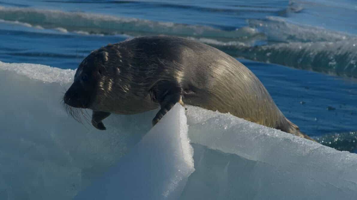 a seal on an ice floet in the water
