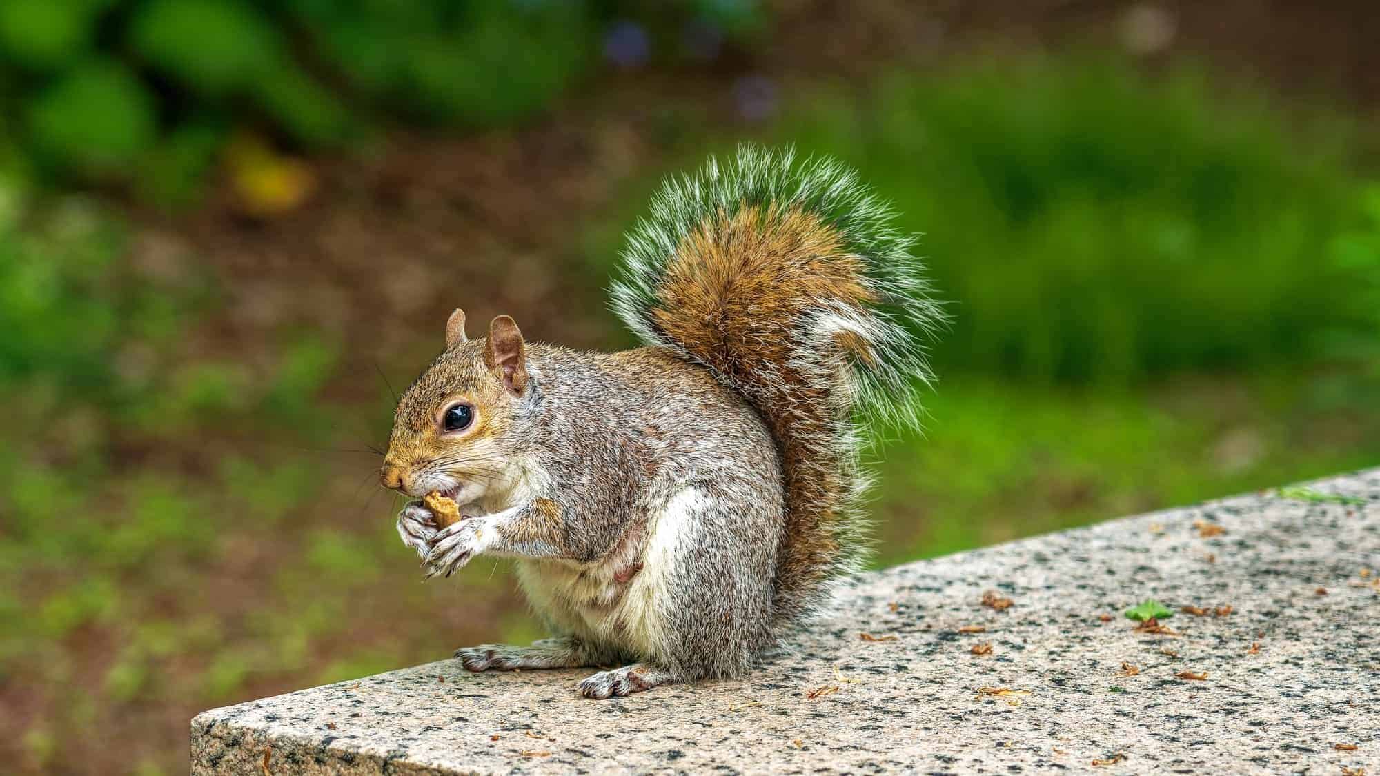 squirrel