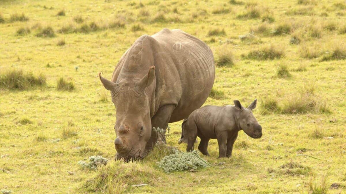 a rhinoceros and a baby rhinoceros in a field