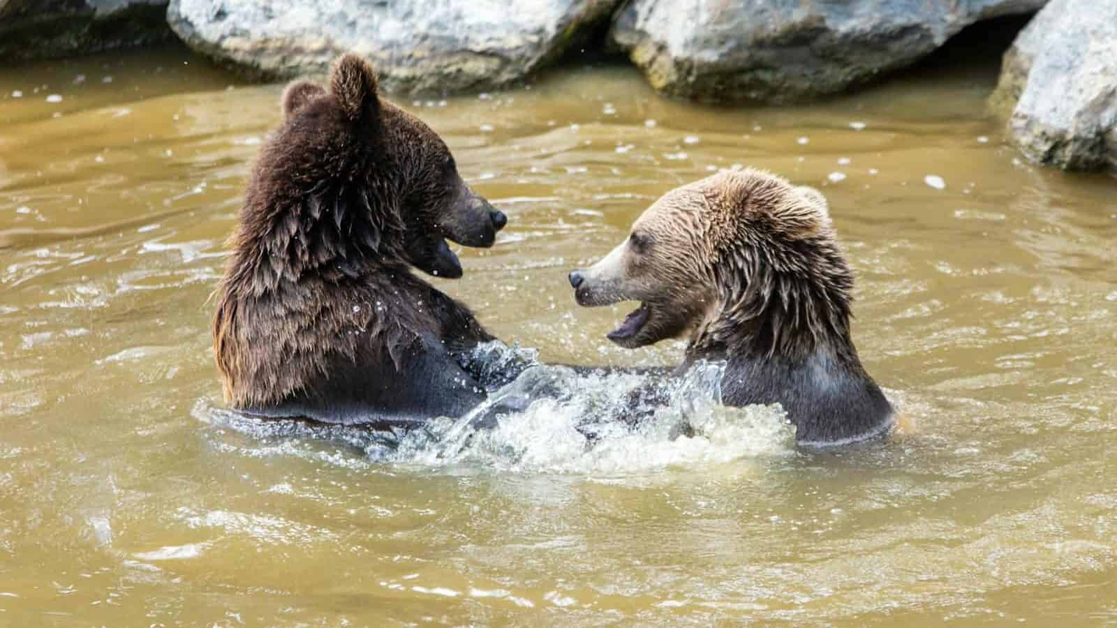 two brown bears playing in a body of water